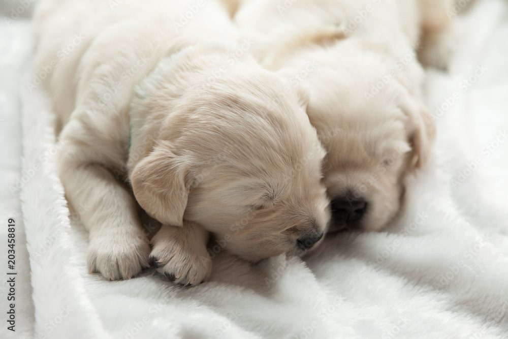 two puppies of breed golden retriever sleep on the windowsill two puppies of breed golden retriever sleep on the windowsill