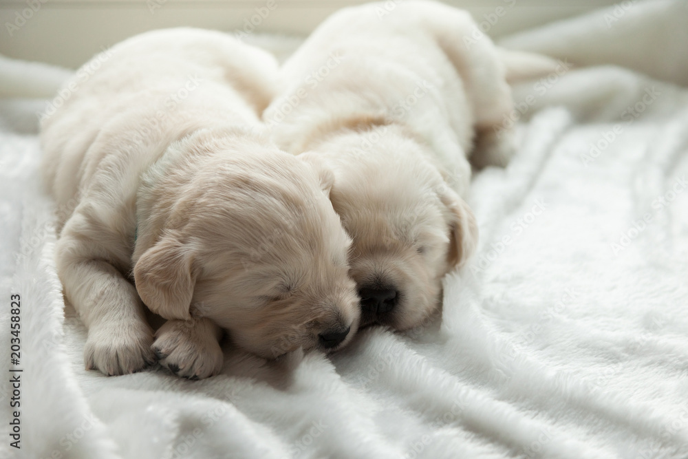 two puppies of breed golden retriever sleep on the windowsill two puppies of breed golden retriever sleep on the windowsill