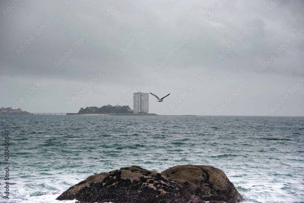 Seagull on the cloudy sky on Atlantic coast, Vigo, Galicia, Spain