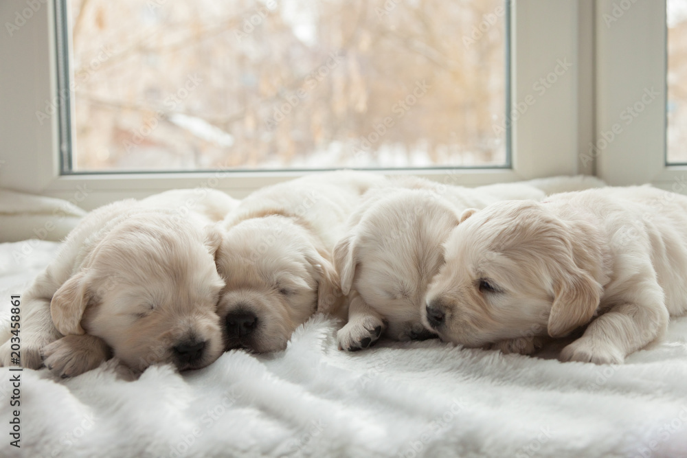 four puppies breed golden retriever sleeping on a windowsill on a white fur litter four puppies breed golden retriever sleeping on a windowsill on a white fur litter