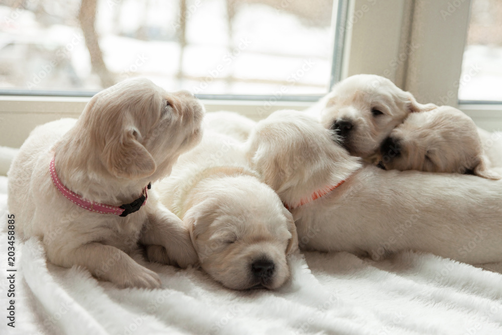 puppies of a golden retriever lie on a white window sill on a fur litter puppies of a golden retriever lie on a white window sill on a fur litter