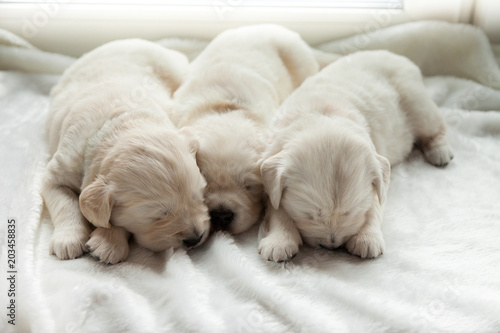 three puppies of breed golden retriever sleep on the windowsill