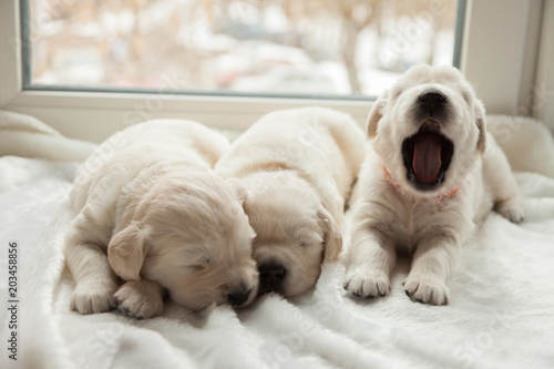 three puppies breed golden retriever sleeping on the windowsill, one puppy yawns