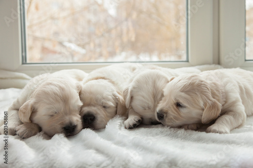four puppies breed golden retriever sleeping on a windowsill on a white fur litter