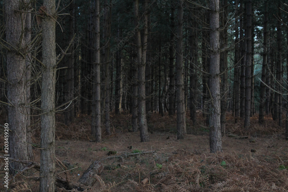 Assortment of tall, bare trees in Rendlesham Forest, UK Assortment of tall, bare trees in Rendlesham Forest, UK