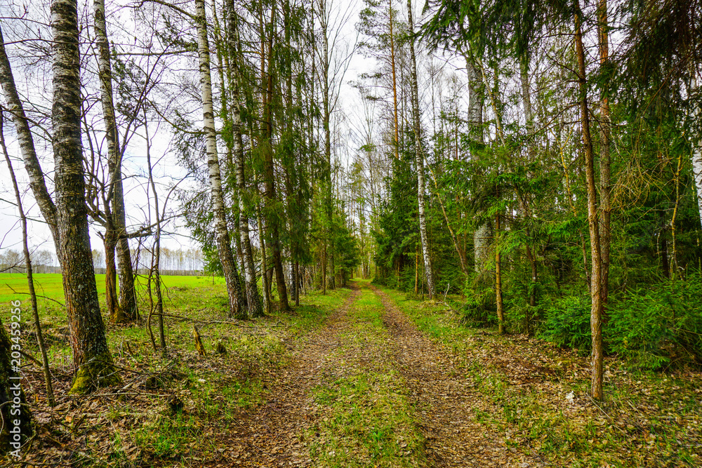 Obraz premium bosque en Rusia