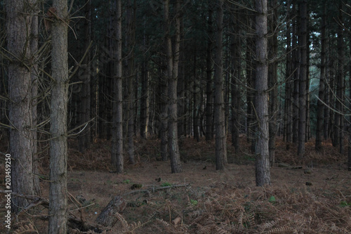 Assortment of tall, bare trees in Rendlesham Forest, UK