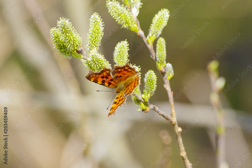 Butterfly polygonia with white sits at the spring flower. Butterfly polygonia with white sits at the spring flower.
