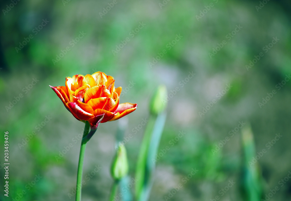 Fototapeta premium Beautiful tulnan against the background of green buds and grass