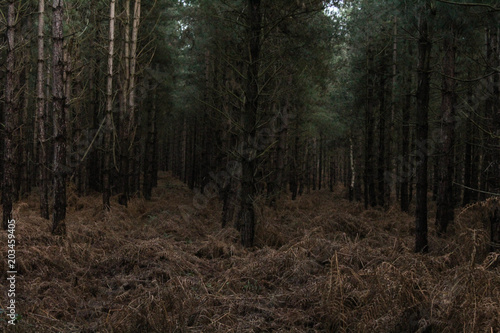 Symmetrical looks through a line of trees inside of Rendlesham Forest/Woodland
