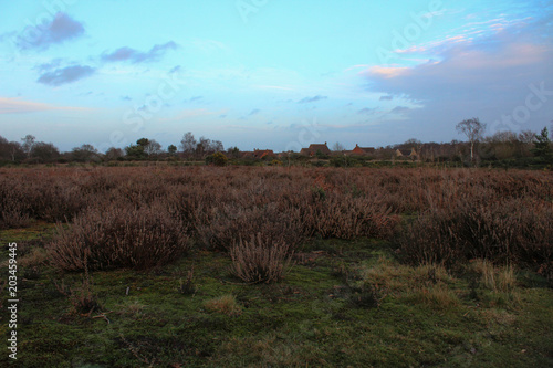 Field of overgrown plants with a blue sky and distant trees