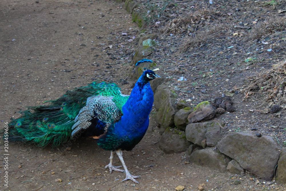 Fototapeta premium Colorful Peafowl bird on a dirt path