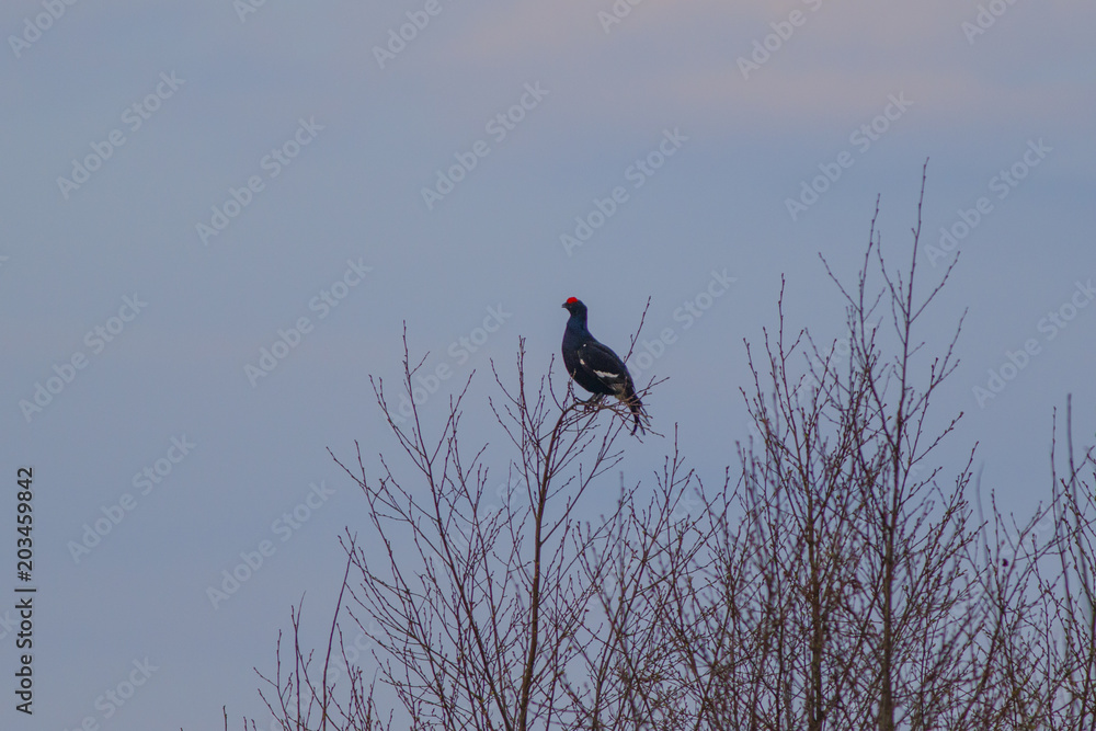 The black grouse flies against the background of the spring forest. The black grouse flies against the background of the spring forest.