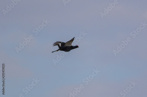 The black grouse flies against the background of the spring forest.