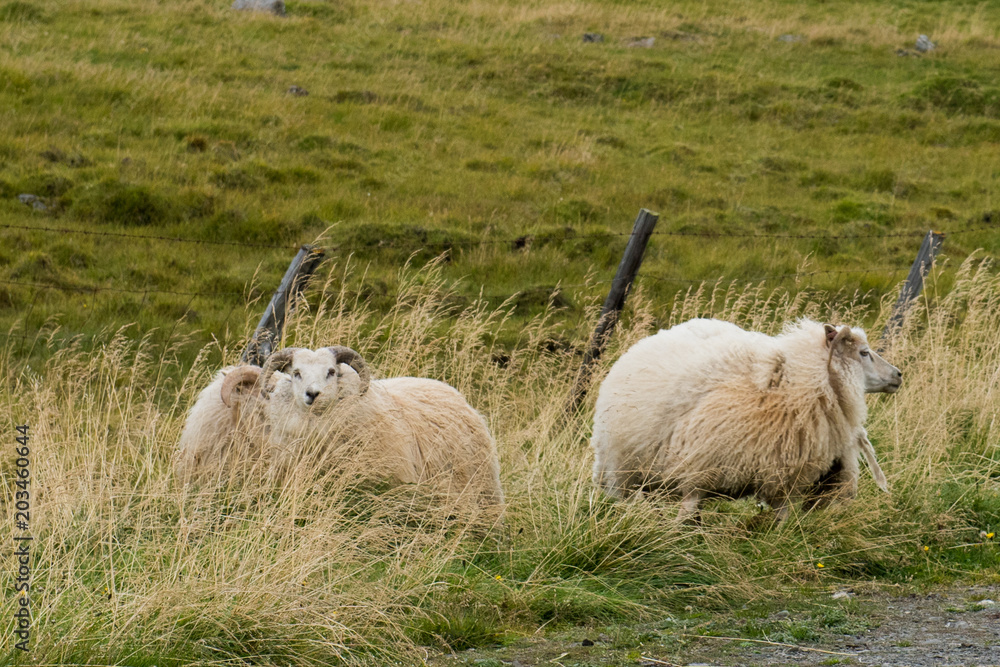 Fototapeta premium Iceland 2017