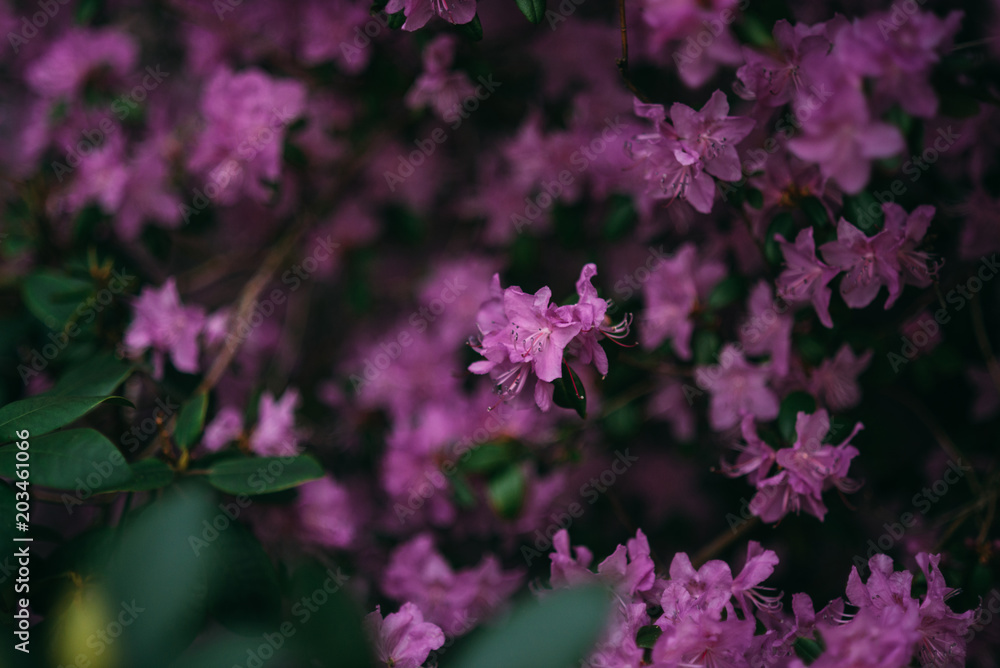 beautiful violet lilac flower bush blooming beautiful violet lilac flower bush blooming