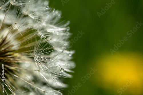 Fototapeta Naklejka Na Ścianę i Meble -  les gouttes de la rosée sur les pistils d'un pissenlit sur fond vert