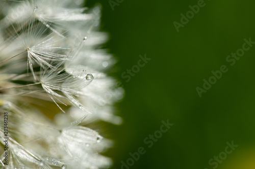 Fototapeta Naklejka Na Ścianę i Meble -  les gouttes de la rosée sur les pistils blancs d'un pissenlit sur fond vert