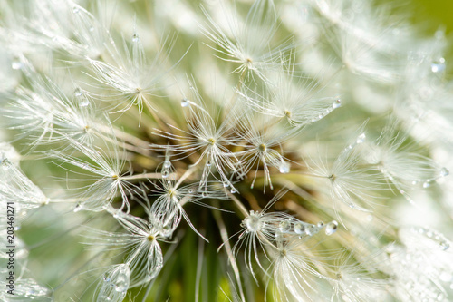 Fototapeta Naklejka Na Ścianę i Meble -  les gouttes de rosée sur les pistils d'un pissenlit
