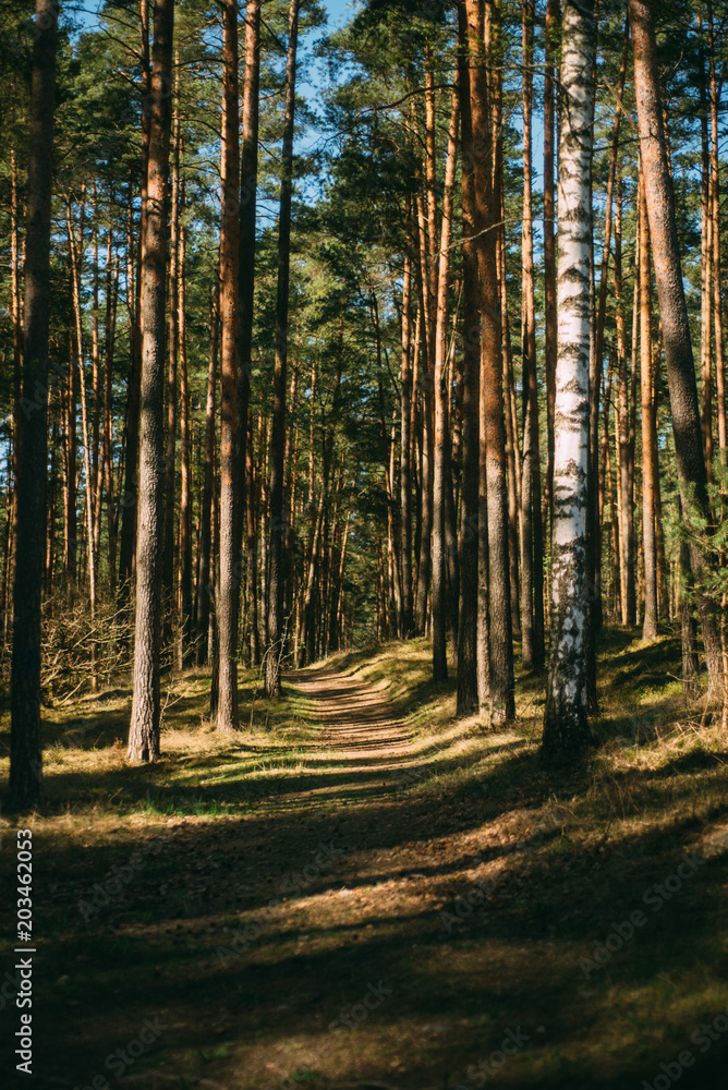 green beautiful forest in latvia region