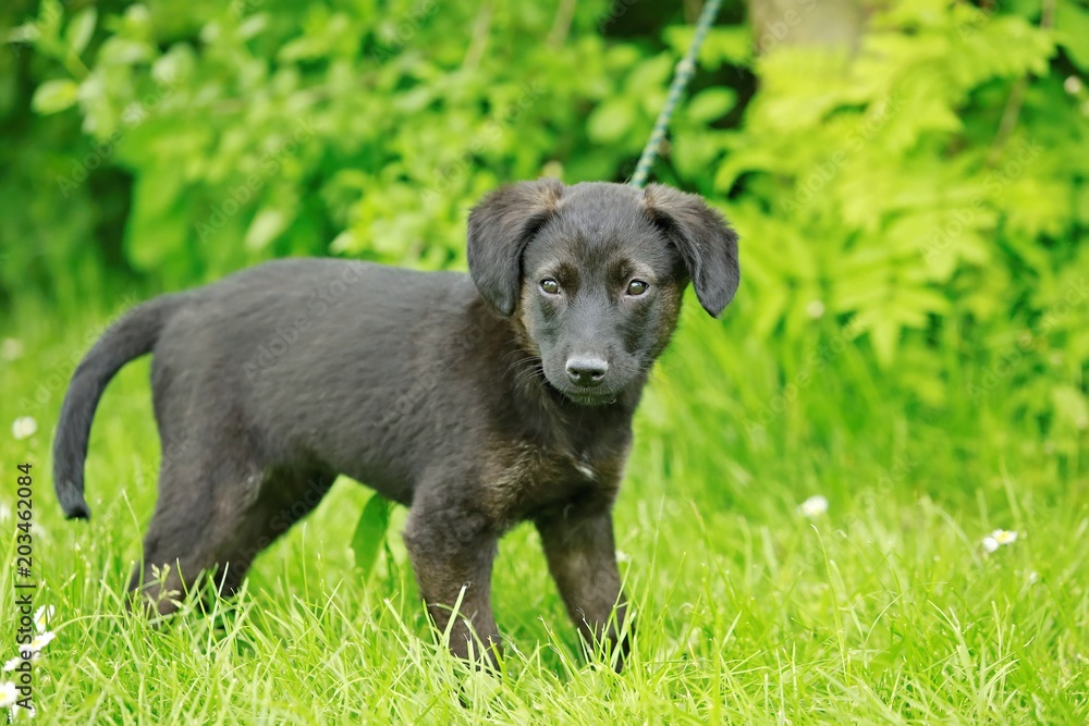 Cute young black puppy of mixed breed on leash standing in fresh green grass on a sunny spring day, green leaves in background