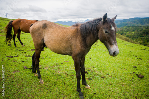 HORSE IN GREEN MOUNTAIN © ALFONSO