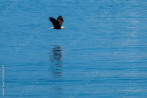 A bald eagle soars over the water as its reflection sits below