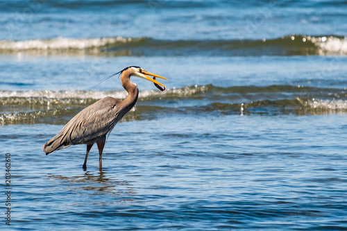 A great blue heron stalks prey while hunting for lunch in shallow water