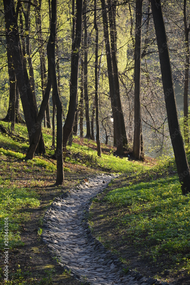 Naklejka premium Park alley walkway pathway trees spruce birch sky grove forest blue green grass flora nature landscape stones arch building greenery oxygen lantern bridge lake season sunset