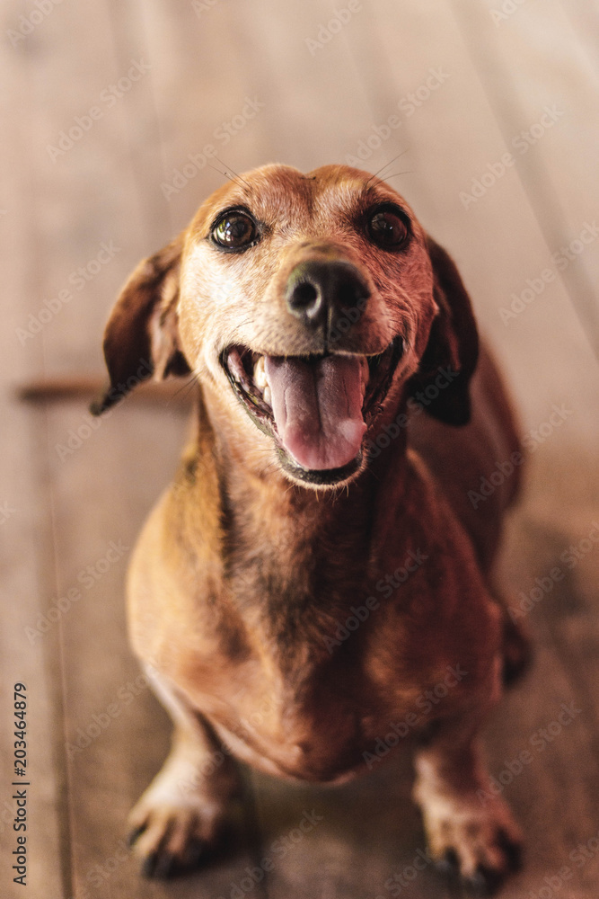 dog dog