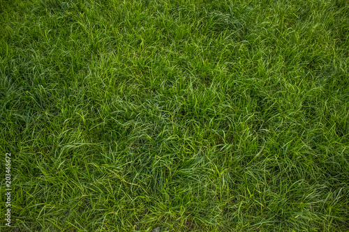 Soft focus green grass background texture with empty space for copy or text