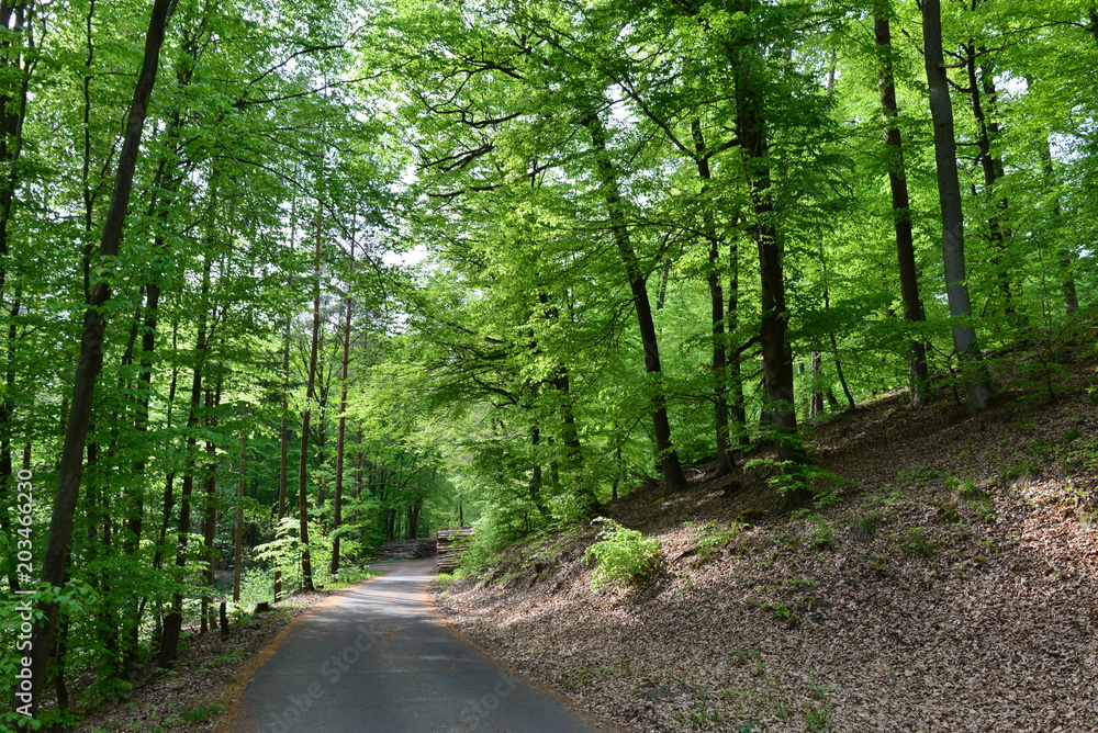 Spessart im Frühjahr Spessart im Frühjahr