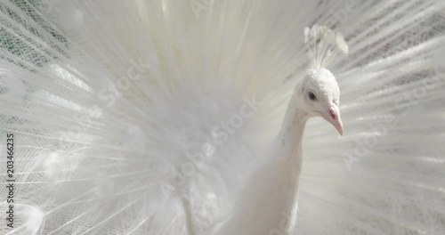 the white peacock shakes his open tail