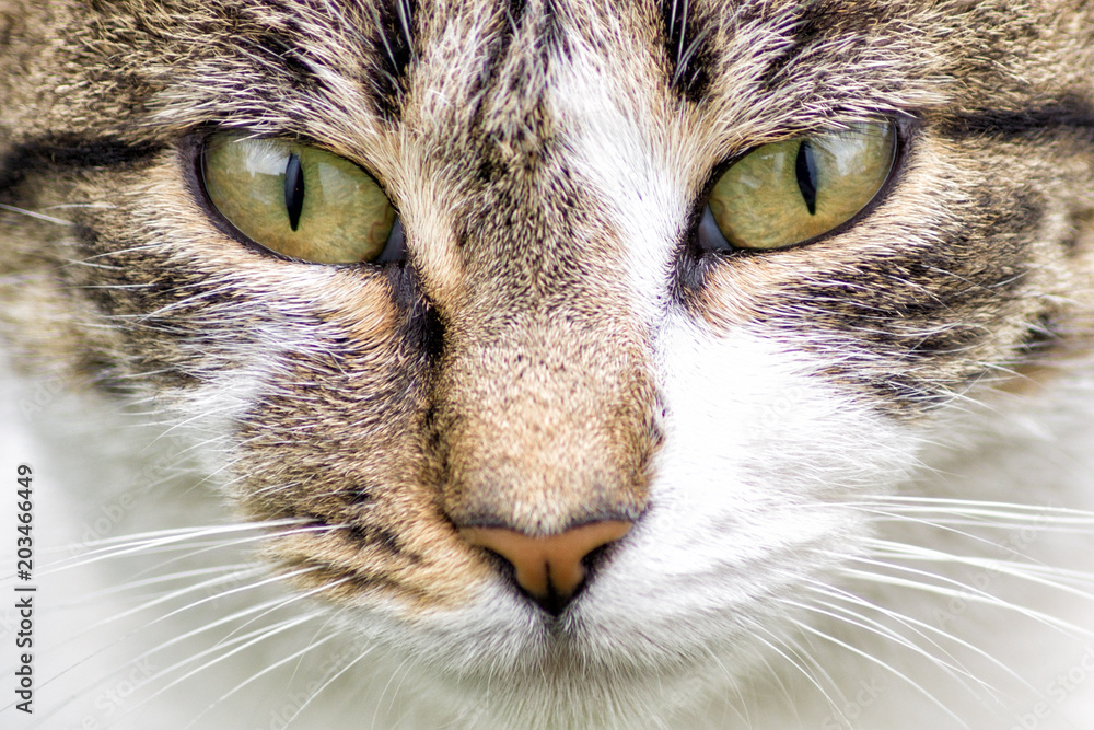Ojos de gato Ojos de gato