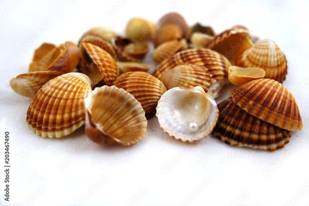 Different shells and alone pearl close-up on white background Different shells and alone pearl close-up on white background