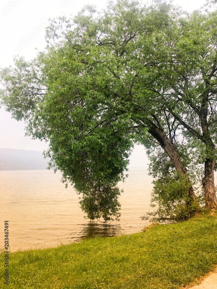 Fototapeta premium Trauerweide am Ufer