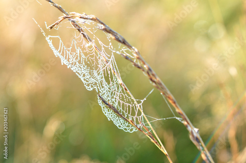 Spider web in drops of morning dew