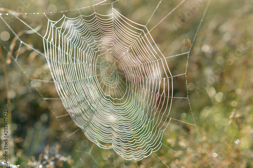 Spider web in drops of morning dew
