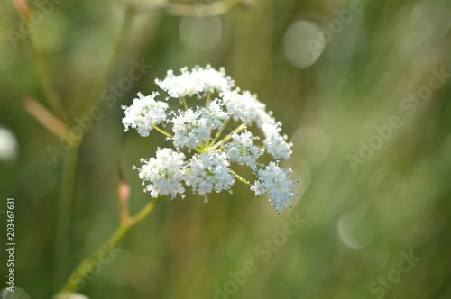 White flower with drops of morning dew close-up