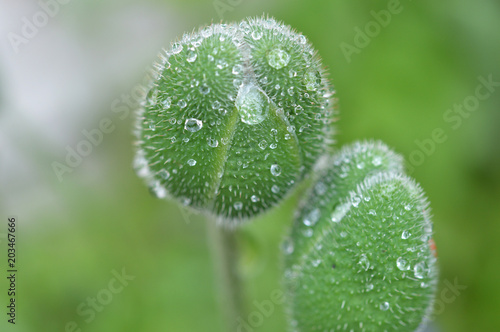 Poppy flower bud with after rain close-up