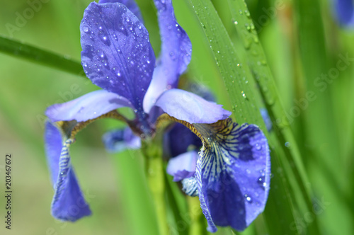 Iris flower in drops of morning dew