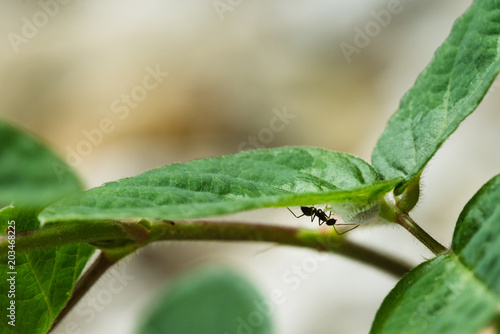 Ant on a Leaf