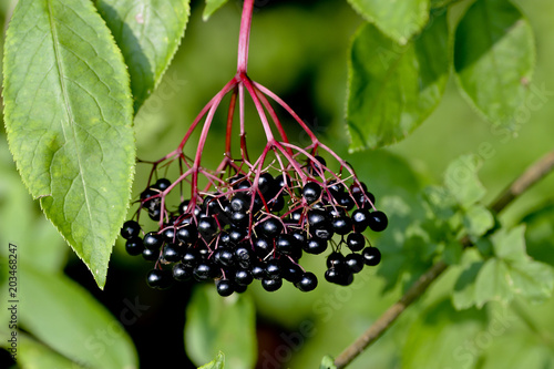 Reife Beeren des Schwarzen Holunder (Sambucus) im Sp√§tsommer