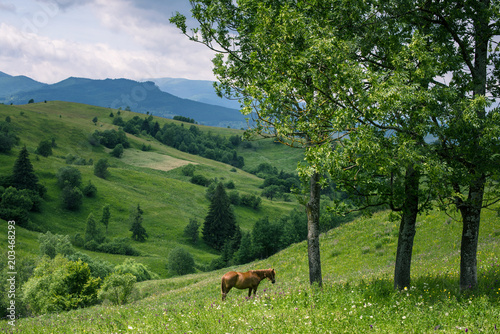 Horse in a pasture in the mountain valley. beautiful picturesque mountain landscape. Carpathians © Serhii Barylo