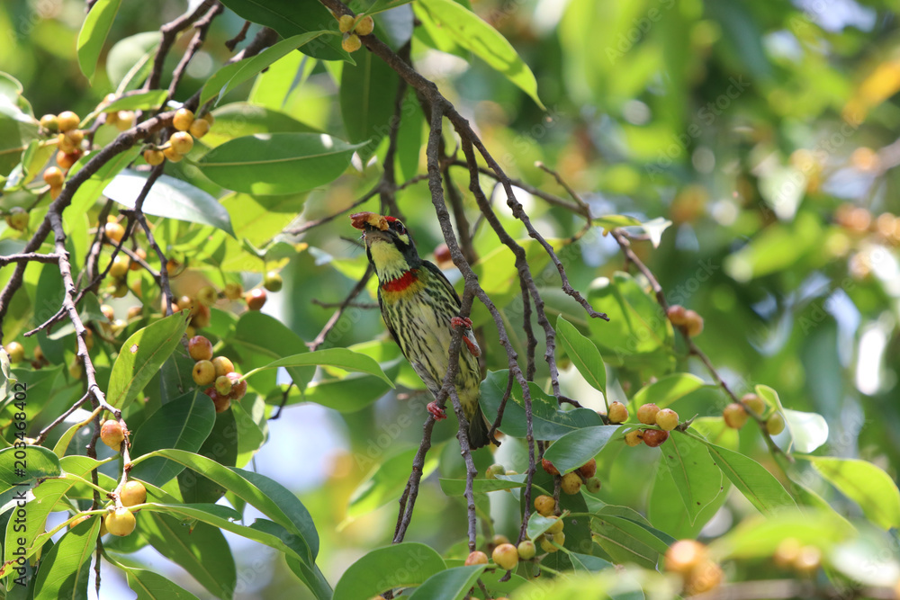 Golden throated barbet small bird colorful animal wildlife eating fruit in Thailand forest holding on branch of tree freedom and resting Golden throated barbet small bird colorful animal wildlife eating fruit in Thailand forest holding on branch of tree freedom and resting