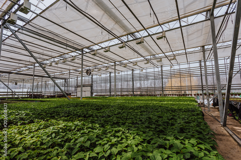 Modern hydroponic greenhouse or glasshouse, cultivation and growing of ornamental plants and flowers for gardening Modern hydroponic greenhouse or glasshouse, cultivation and growing of ornamental plants and flowers for gardening