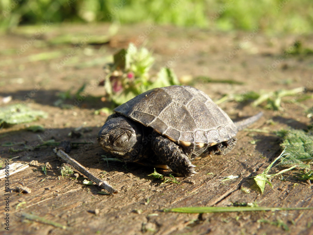 Baby European Pond Turtle on human finger Baby European Pond Turtle on human finger