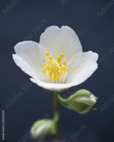 White delicate flower background 