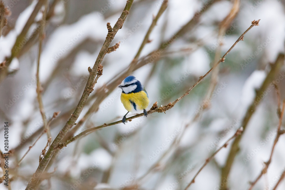 Naklejka premium Blue tit bird sitting on small branch
