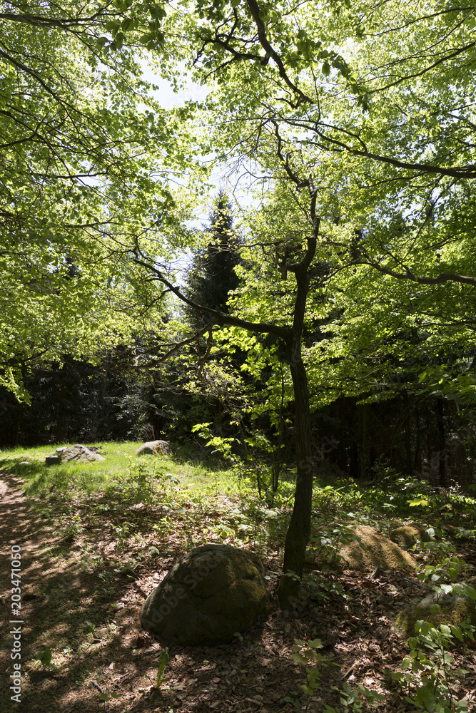 Clear green Forest from the spring Mountains in southern Czech, Czech Republic Clear green Forest from the spring Mountains in southern Czech, Czech Republic